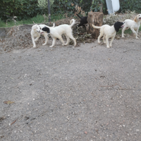 Cuccioli di Riccio di San Miniato