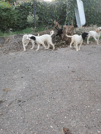 Cuccioli di Riccio di San Miniato