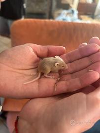 Cuccioli mus musculus
