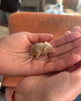 Cuccioli mus musculus
