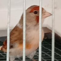 Ibridi femmine pezzate