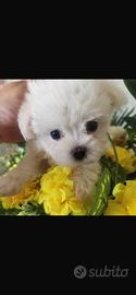 Maltese