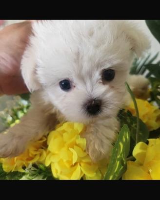 Maltese