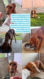 Cuccioli maschi 6 mesi