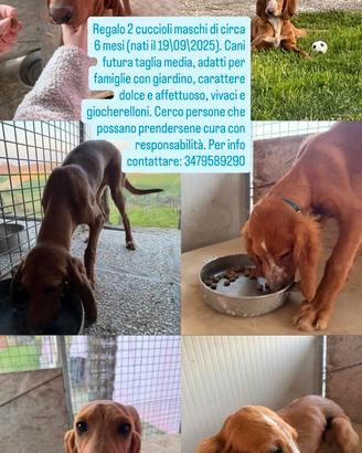 Cuccioli maschi 6 mesi