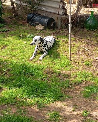 Dalmata leggi