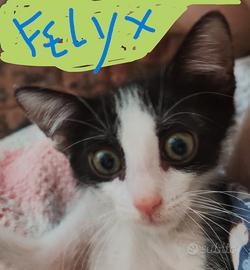 Gattino piccolo