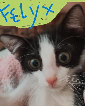 Gattino piccolo