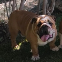 Bulldog inglese
