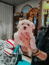 Cucciolo maltese