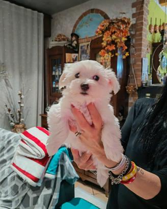 Cucciolo maltese