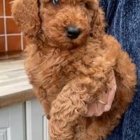 Cuccioli di barboncini toy M e F