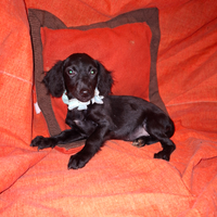 Incrocio tra cocker e barboncino nano