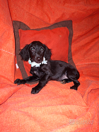 Incrocio tra cocker e barboncino nano