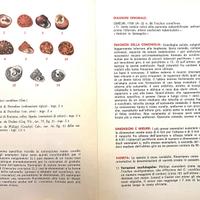 Schede malacologiche del Mediterraneo.