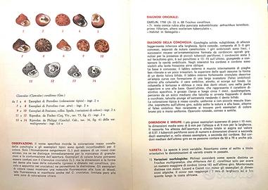 Schede malacologiche del Mediterraneo.