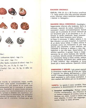 Schede malacologiche del Mediterraneo.