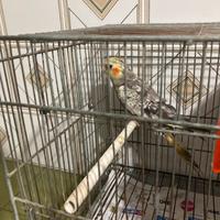 Pappagalli calopsite