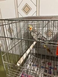 Pappagalli calopsite