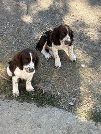 Cuccioli di Springer spaniel