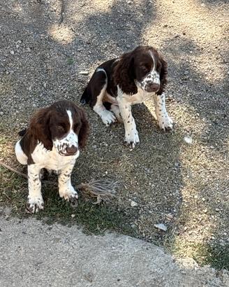 Cuccioli di Springer spaniel