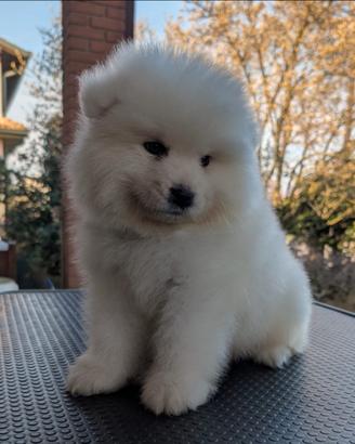 Samoiedo con pedigree Enci