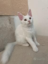 Maine coon prezzo speciale maschio