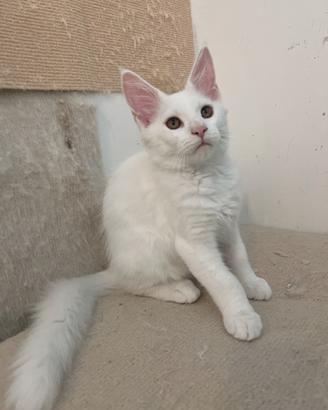 Maine coon prezzo speciale maschio