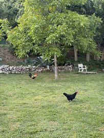 Gallo