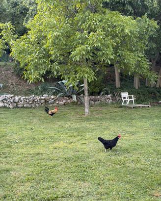 Gallo