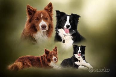 Cuccioli border collie CON pedigree