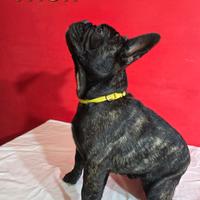 Cuccioli bulldog francese con pedigree Enci