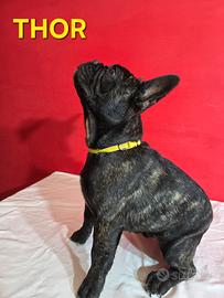 Cuccioli bulldog francese con pedigree Enci