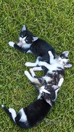 3 gattini
