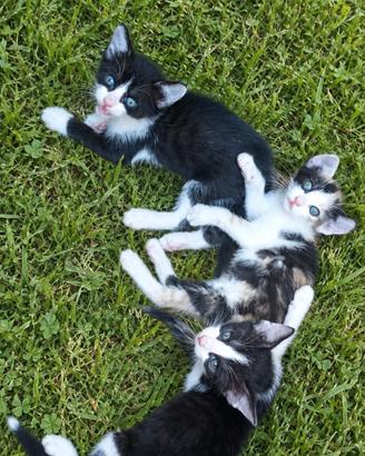 3 gattini