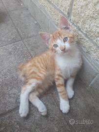 Cuccioli di 3 mesi