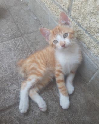 Cuccioli di 3 mesi