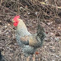 Gallo Amrock