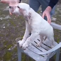Cucciolo di setter inglese
