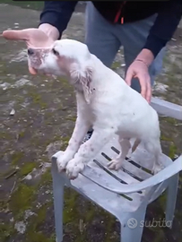 Cucciolo di setter inglese