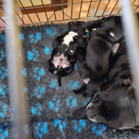 3 cuccioli staffordshire bull terrier