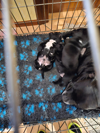 3 cuccioli staffordshire bull terrier