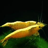 Neocaridine