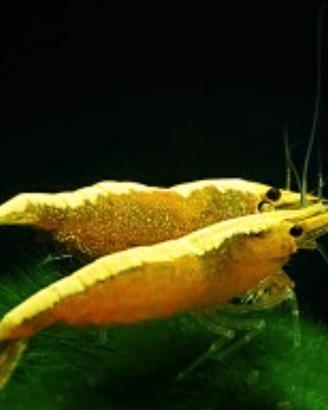 Neocaridine