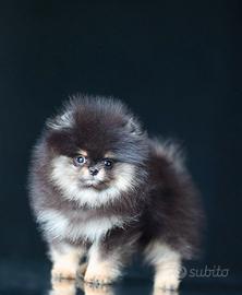 Spitz Di Pomerania Mini