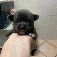Chihuahua