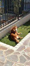 Shiba Inu