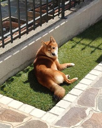 Shiba Inu