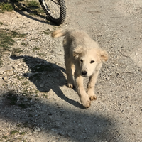 Dolci cuccioli
