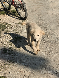 Dolci cuccioli